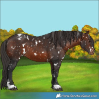 Horse Color:White Spotted Brown Appaloosa 