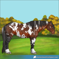 Horse Color:White Spotted Brown Snowflake Varnish