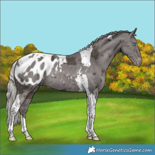 Horse Color:Silver Black Merle Tobiano Appaloosa Rabicano 