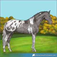 Horse Color:Silver Black Merle Tobiano Blanket Rabicano 