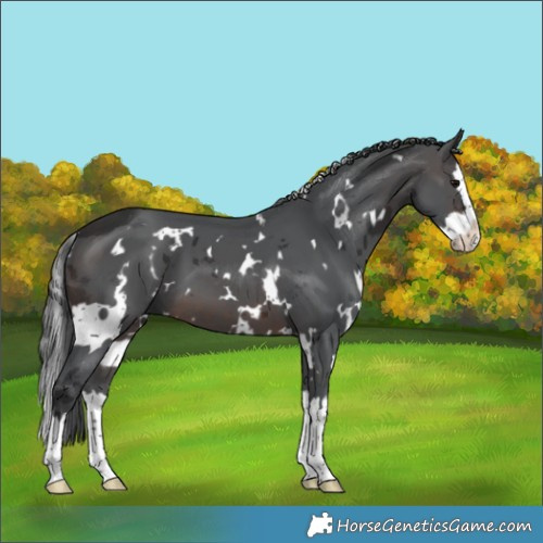 Horse Color:White Spotted Brown Merle Splash 