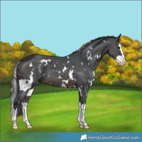 Horse Color:White Spotted Brown Merle Splash