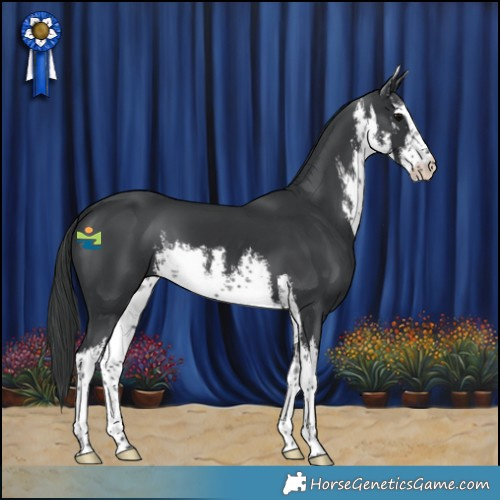 Horse Color:White Spotted Black 