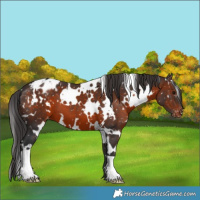 Horse Color:White Spotted Brown Appaloosa 