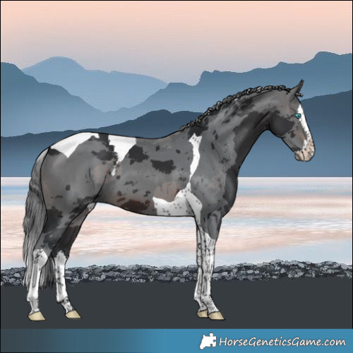 Horse Color:Brown Merle Splash Tobiano 