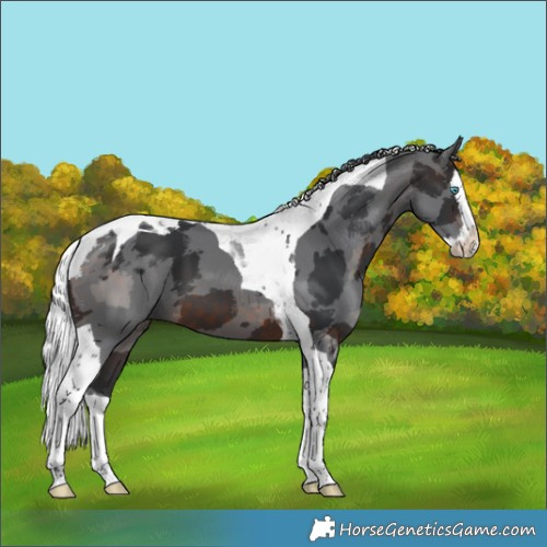 Horse Color:Brown Merle Splash Tobiano 