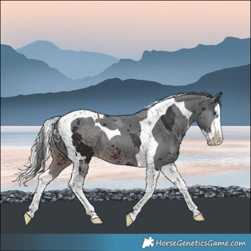 Horse Color:Brown Merle Splash Tobiano 