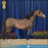 Horse Color:Brown Dun Appaloosa Rabicano 