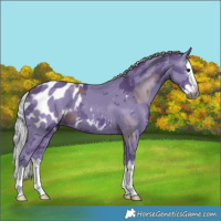 Horse Color:Gray Watercolor Silver Black Merle Splash Appaloosa 