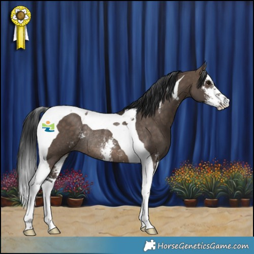 Horse Color:Brown Dun Sabino Tobiano Rabicano