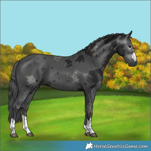 Horse Color:Gray Black Merle 