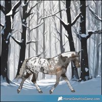 Horse Color:Gray Silver Smoky Black Merle Tobiano Appaloosa 