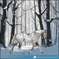 Horse Color:Gray Silver Smoky Black Merle Tobiano Blanket 