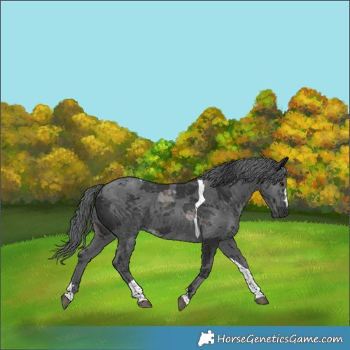 Horse Color:Black Merle Tobiano 