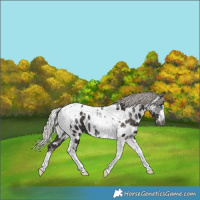 Horse Color:Gray Silver Black Merle Tobiano Near Leopard