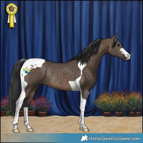 Horse Color:Bay Dun Tobiano Rabicano 