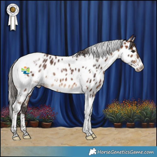 Horse Color:Bay Tobiano Appaloosa 