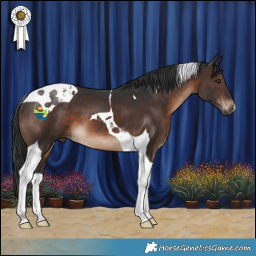 Horse Color:Brown Tobiano 