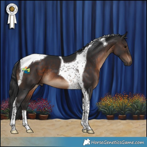 Horse Color:Brown Tobiano 