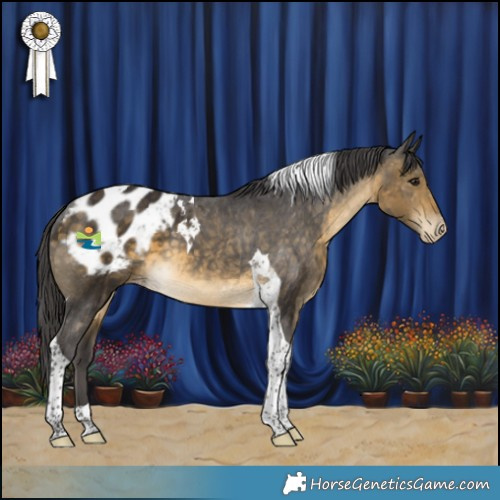 Horse Color:Buckskin Tobiano Appaloosa 