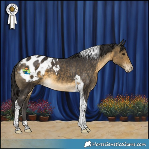 Horse Color:Buckskin Tobiano Appaloosa 