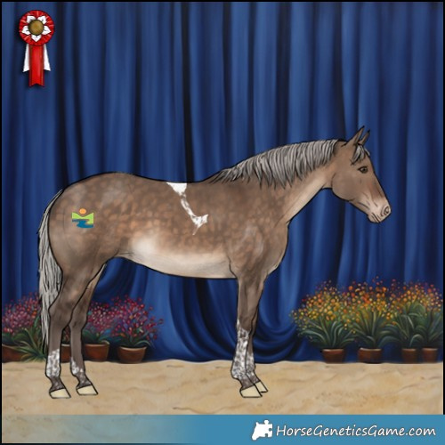 Horse Color:Silver Brown Dun Tobiano Appaloosa 