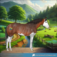 Horse Color:Bay Splash Rabicano 