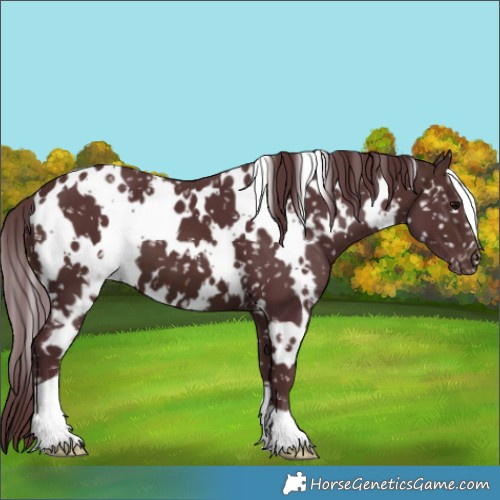 Horse Color:White Spotted Chocolate Brown Appaloosa 