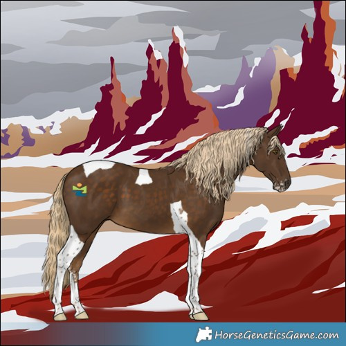 Horse Color:Chocolate Palomino Sabino Tobiano