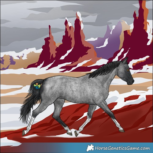 Horse Color:Blue Roan Tobiano 