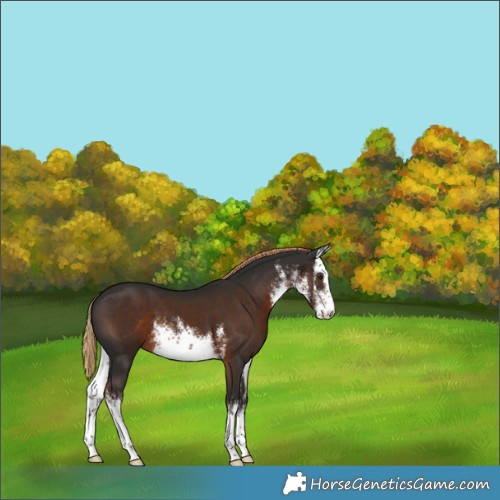 Horse Color:White Spotted Liver Chestnut 