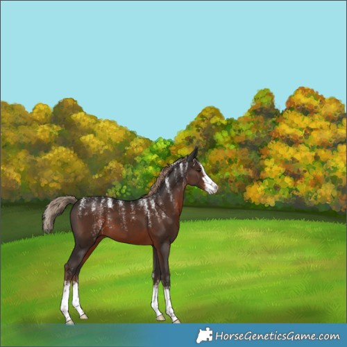 Horse Color:Powder White White Spotted Liver Chestnut 