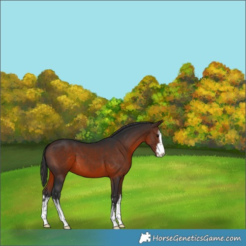 Horse Color:White Spotted Brown