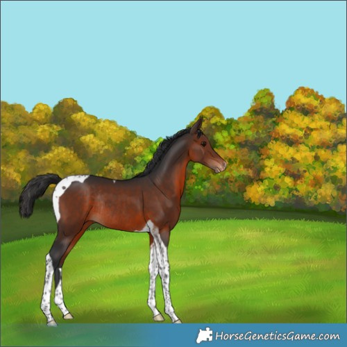 Horse Color:Brown Tobiano Varnish Rabicano 