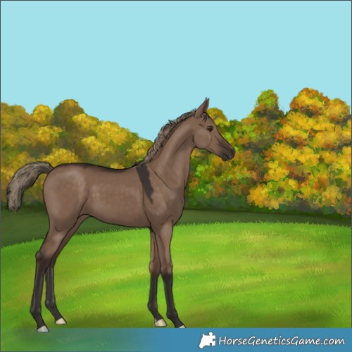 Horse Color:Liver Red Dun 