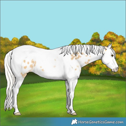 Horse Color:Silver Buckskin Dun Splash Tobiano Appaloosa Rabicano 