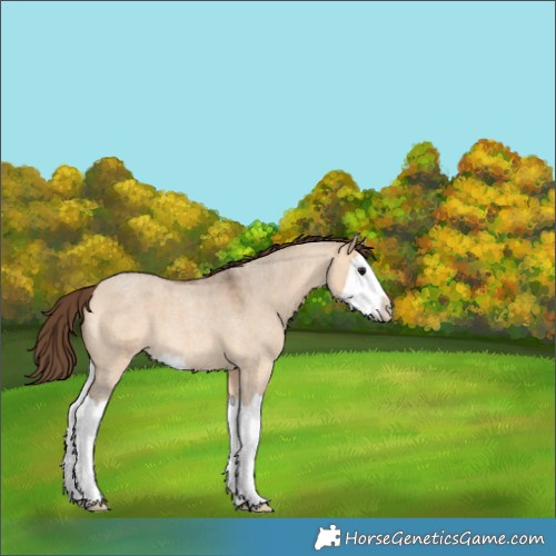 Horse Color:Bay Roan Dun Splash Appaloosa 