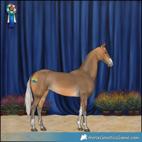 Horse Color:Silver Buckskin Sabino Tobiano 