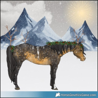 Horse Color:Powder White Buckskin Appaloosa