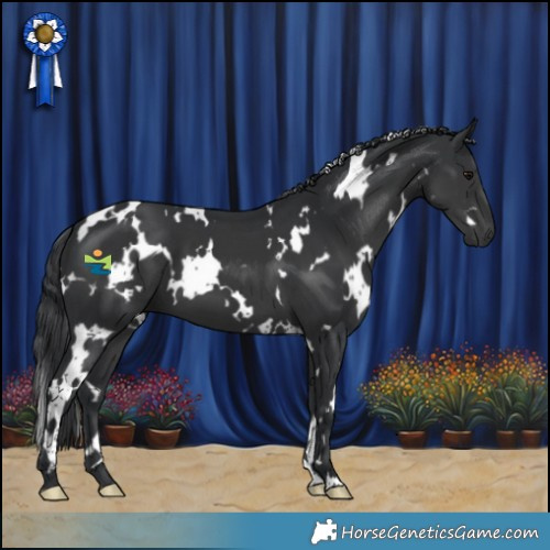 Horse Color:White Spotted Black 