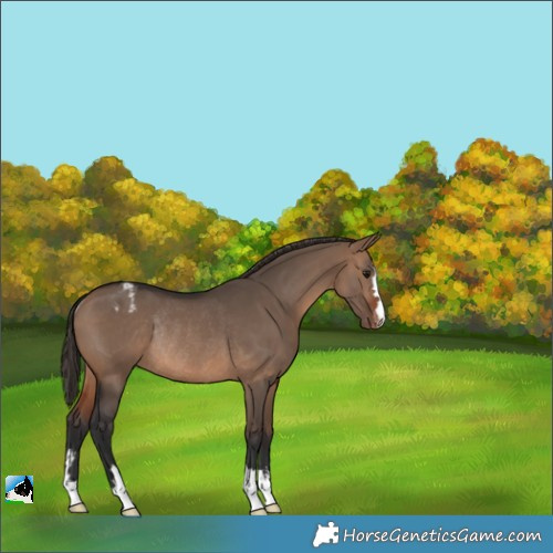Horse Color:Brown Dun Varnish Rabicano 