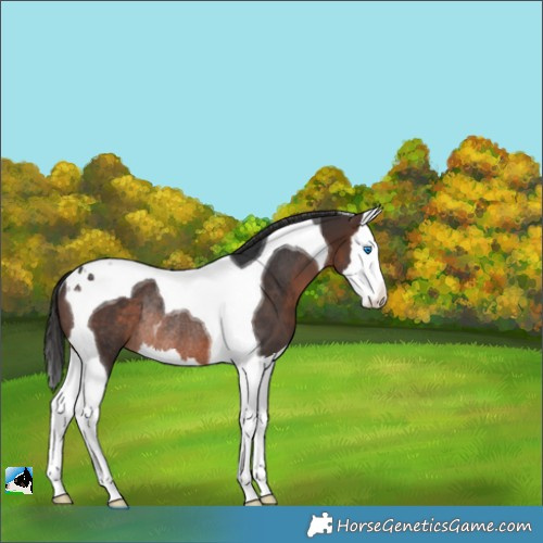Horse Color:Brown Splash Tobiano Varnish Rabicano 