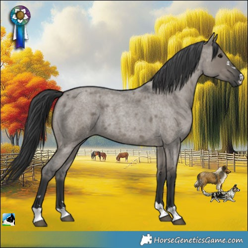 Horse Color:Grullo Roan 