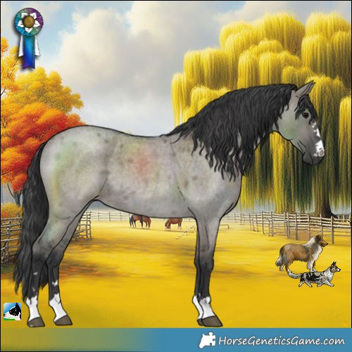 Horse Color:Grullo Roan 