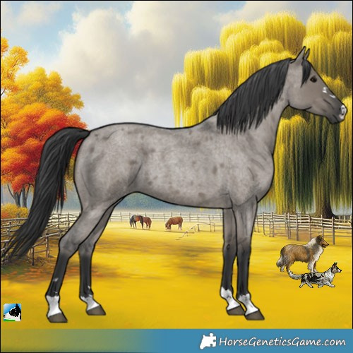 Horse Color:Grullo Roan 