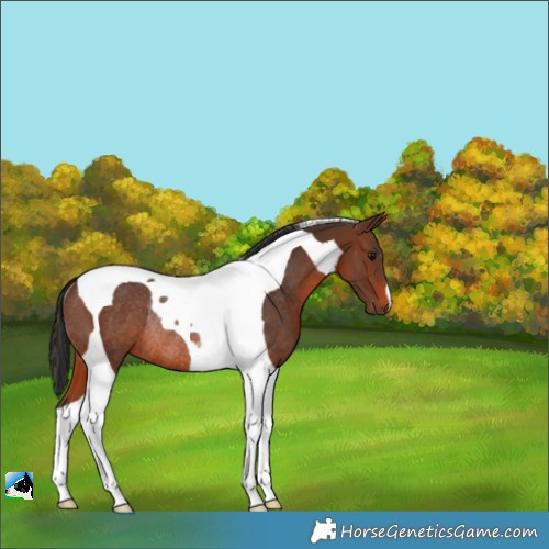 Horse Color:Brown Tobiano Rabicano 