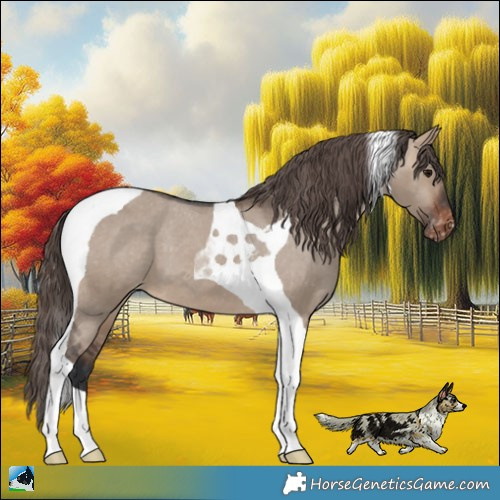 Horse Color:Brown Dun Tobiano Appaloosa 