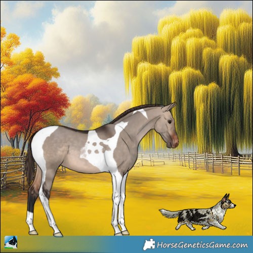 Horse Color:Brown Dun Tobiano Appaloosa 
