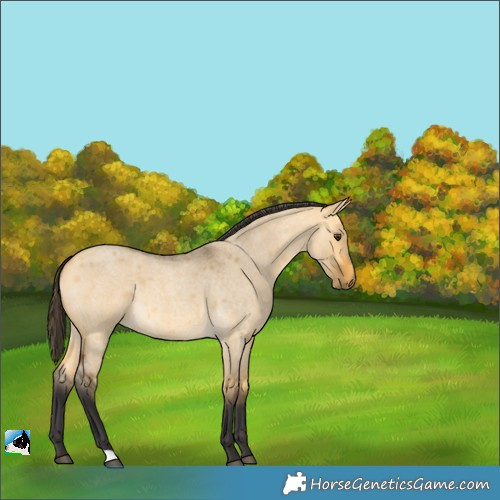 Horse Color:Buckskin Roan Dun 