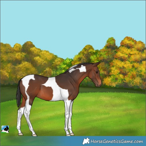Horse Color:Brown Tobiano